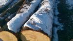 Oak Saw logs |  Hardwood | Logs | F.U.H.P. RAF-AN