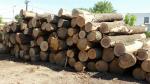 Turkey oak Saw logs |  Hardwood | Logs | LEWI POLSKA Witold Leusz