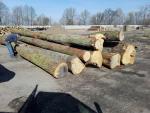 Oak Saw logs |  Hardwood | Logs | LEWI POLSKA Witold Leusz