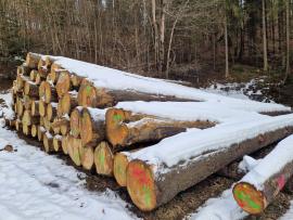 Fir Saw logs |  Softwood | Logs | ALBA Forrest s.r.o.