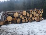 Spruce Saw logs |  Softwood | Logs | Viliam Stranianek-DREVIS