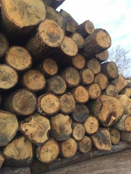 Oak Veneer logs |  Hardwood | Logs | D&C SNEGL