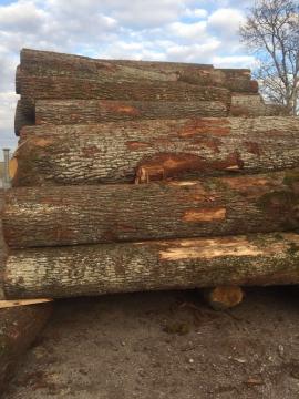 Oak Veneer logs |  Hardwood | Logs | D&C SNEGL