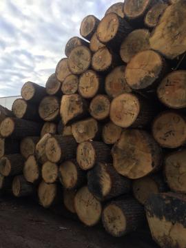 Oak Veneer logs |  Hardwood | Logs | D&C SNEGL