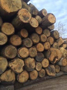 Oak Veneer logs |  Hardwood | Logs | D&C SNEGL